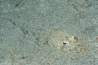 Thysanophyrs celebica (Celebes Flathead)