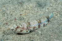 Synodus dermatogenys (Clearfin Lizardfish)