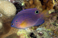 Pomacentrus vaiuli (Princess Damsel)