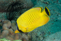 Chaetodon rafflesii (Latticed Butterflyfish)