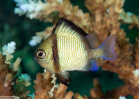 Dascyllus reticulatus (Reticulated Dascyllus)