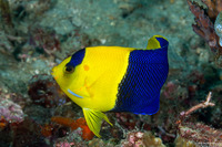 Centropyge bicolor (Bicolor Angelfish)