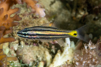 Cheilodipterus quinquelineatus (Fivelined Cardinalfish)
