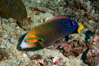 Coris gaimard (Yellowtail Coris)