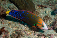 Coris gaimard (Yellowtail Coris)