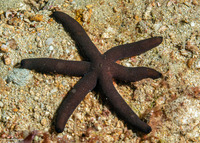 Echinaster luzonicus (Luzon Sea Star)