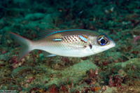 Scolopsis xenochrous (Pearl-Streaked Monocle Bream)