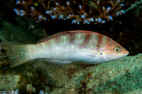 Coris batuensis (Batu Coris)