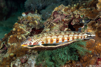 Parapercis clathrata (Latticed Sandperch)