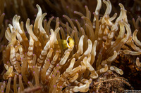 Heteractis aurora (Beaded Sea Anemone)