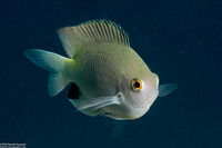 Pomacentrus stigma (Blackspot Damsel)