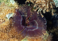 Sabellastarte spectabilis (Common Feather Duster Worm)