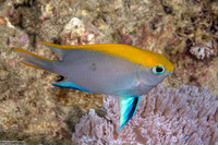 Neoglyphidodon melas (Black Damsel)