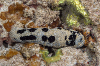 Holothuria atra (Black Sea Cucumber)
