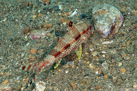 Upeneus tragula (Freckled Goatfish)