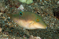 Canthigaster compressa (Fingerprint Toby)