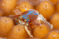 Pseudocryptochirus viridis (Coral Gall Crab)