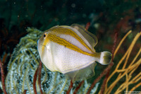 Pseudalutarius nasicornis (Rhino Filefish)