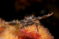 Quadrella maculosa (Black Coral Crab)