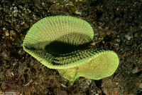 Ianthella basta (Elephant Ear Sponge)