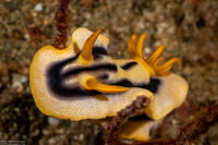 Chromodoris joshi (Pumpkin Chromodoris)