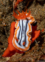 Chromodoris magnifica (Magnificent Chromodoris)
