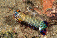 Odontodactylus scyllarus (Peacock Mantis Shrimp)