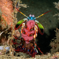 Odontodactylus scyllarus (Peacock Mantis Shrimp)