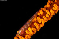 Bryaninops yongei (Wire Coral Goby)