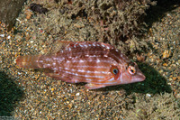 Pteragogus enneacanthus (Cockerel Wrasse)