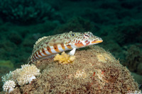Parapercis clathrata (Latticed Sandperch)