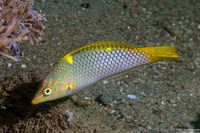 Halichoeres hortulanus (Checkerboard Wrasse)