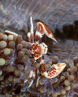 Neopetrolisthes maculatus (Spotted Porcelain Crab)