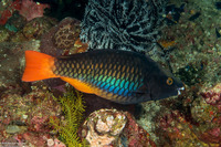Scarus tricolor (Tricolor Parrotfish)