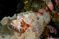 Scorpaenopsis oxycephala (Tasseled Scorpionfish)