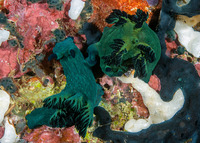 Nembrotha milleri (Miller's Nembrotha)