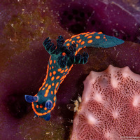 Nembrotha sp.1 (Nembrotha sp.1)