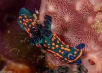 Nembrotha sp.1 (Nembrotha sp.1)