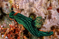 Nembrotha kubaryana (Kubaryana's Nembrotha)