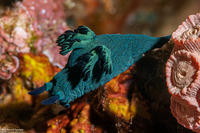 Nembrotha milleri (Miller's Nembrotha)