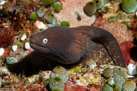 Gymnothorax thyrsoideus (White-Eyed Moray)