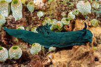 Nembrotha milleri (Miller's Nembrotha)