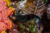 Nembrotha chamberlaini (Chamberlain's Nembrotha)