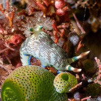 Nembrotha lineolata (Lined Nembrotha)