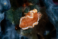 Glossodoris rufomarginata (White-Margin Nudibranch)