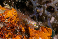 Eviota melasma (Melasma Dwarfgoby)