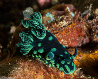 Nembrotha cristata (Crested Nembrotha)