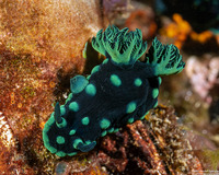 Nembrotha cristata (Crested Nembrotha)