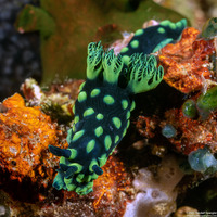 Nembrotha cristata (Crested Nembrotha)