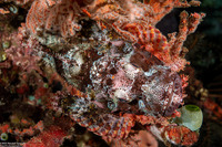 Scorpaenopsis oxycephala (Tasseled Scorpionfish)
